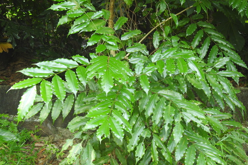 Image of Andira inermis by (c) Manoj Karingamadathil, some rights reserved (CC BY-SA)
