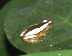 Afrixalus fornasini