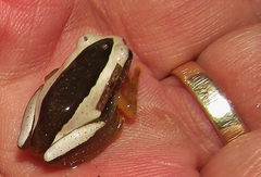 Afrixalus fornasini