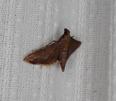 Endotricha olivacealis