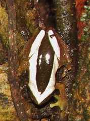 Afrixalus fornasini