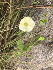 Ipomoea obscura obscura