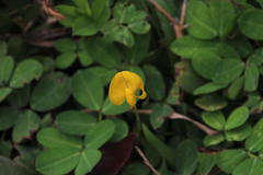 Arachis hypogaea