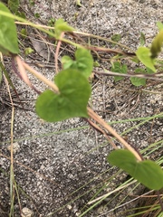 Ipomoea obscura obscura