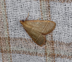 Hypsopygia nonusalis