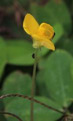 Arachis hypogaea