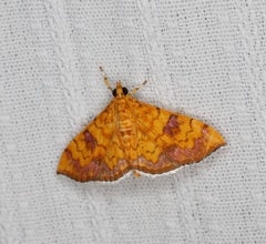Isocentris filalis