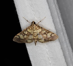 Lygropia distorta