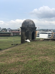 Bubulcus ibis