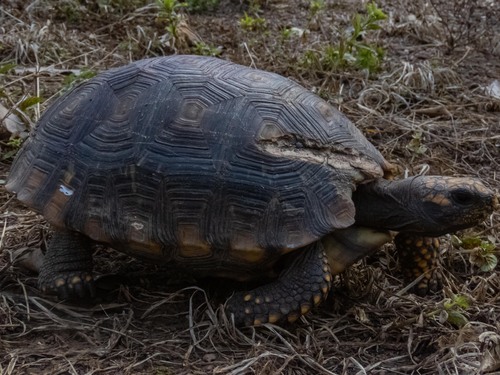 Morrocoy (DESCUBRIENDO EL MUNDO ANIMAL: Vertebrados terrestres de la ...