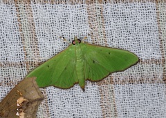 Parotis punctiferalis