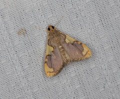 Rehimena phrynealis