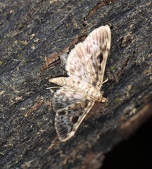 Rhimphaliodes macrostigma
