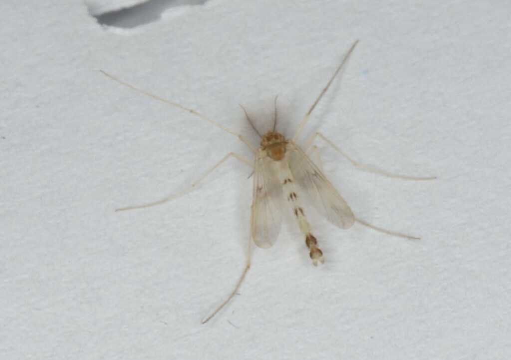 Zavrelimyia bifasciata