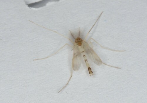 Zavrelimyia bifasciata