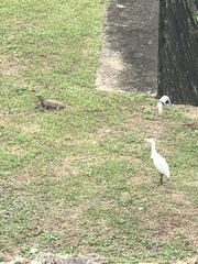 Bubulcus ibis