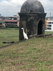 Bubulcus ibis