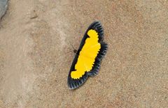 Xanthyris flaveolata