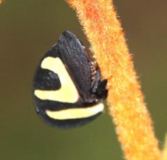 Membracis foliatafasciata
