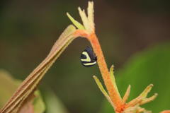 Membracis foliatafasciata