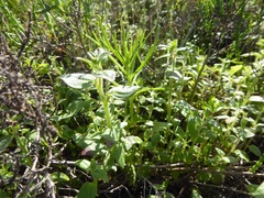 Sairocarpus nuttallianus