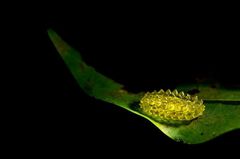 Dalceridae