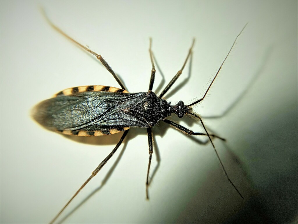 Holotrichius obtusangulus