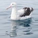 Snowy Albatross - Photo (c) John B, some rights reserved (CC BY-NC)