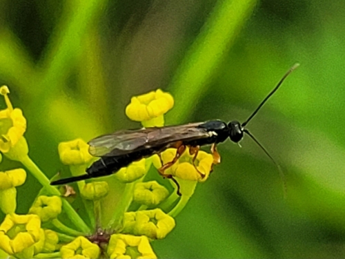 Endromopoda detrita