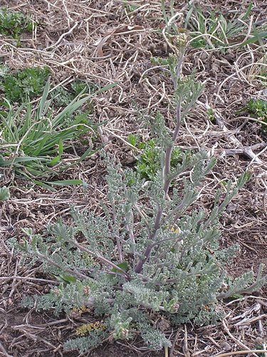 Descurainia pinnata iNat (2)