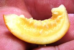 Solanum sessiliflorum