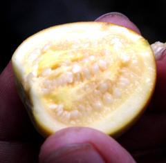 Solanum sessiliflorum