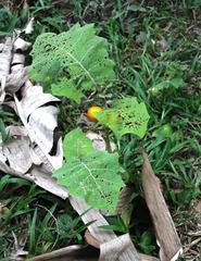 Solanum sessiliflorum