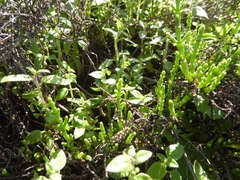 Sairocarpus nuttallianus