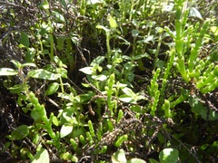 Sairocarpus nuttallianus