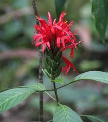 Pachystachys spicata