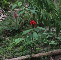 Pachystachys spicata
