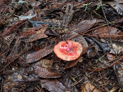 Russula californiensis
