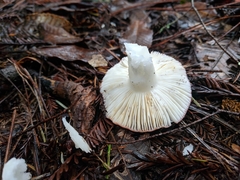 Russula californiensis