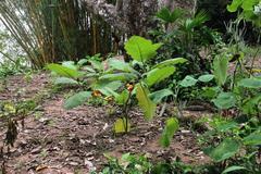 Solanum sessiliflorum