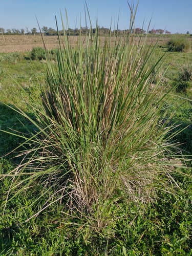 Sorghastrum setosum, 2023-08-15