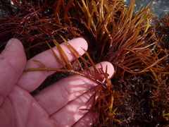 Gracilaria secundata