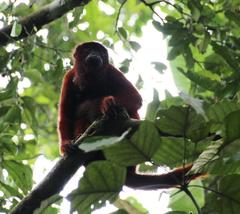Alouatta sara