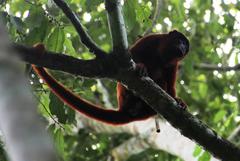 Alouatta sara