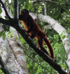 Alouatta sara