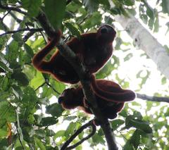 Alouatta sara