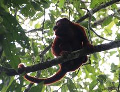 Alouatta sara