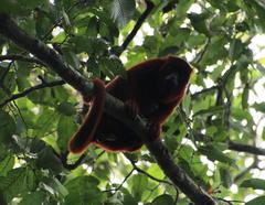 Alouatta sara
