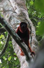 Alouatta sara