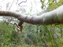 Bursera grandifolia